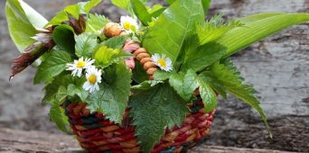 Salat mit gesunden Frühlings -  Wildkräutern